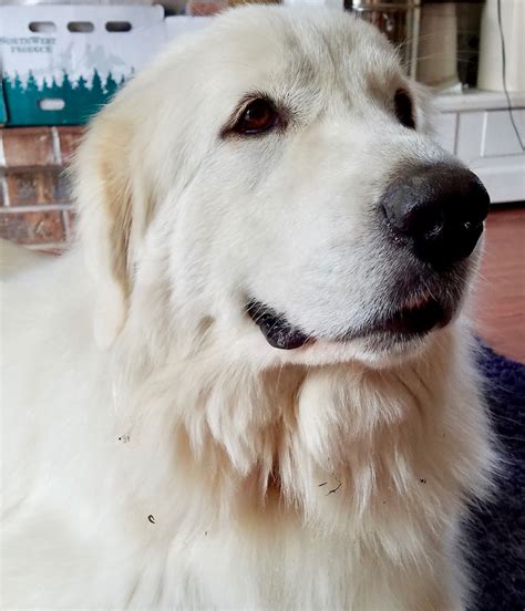 Lost Great Pyrenees Male &183; Cleveland Road & Hwy 21 &183; 118 pic. . Craigslist great pyrenees